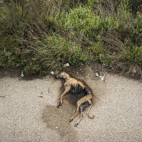 Κρεμασμένα, μαχαιρωμένα ή εγκαταλελειμμένα - Η βάρβαρη ισπανική παράδοση που σκοτώνει χιλιάδες σκυλιά κάθε χρόνο