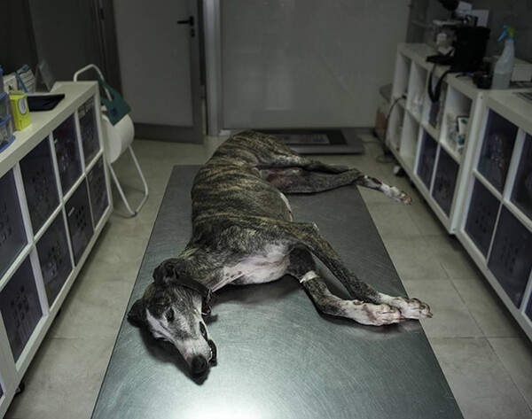 Κρεμασμένα, μαχαιρωμένα ή εγκαταλελειμμένα - Η βάρβαρη ισπανική παράδοση που σκοτώνει χιλιάδες σκυλιά κάθε χρόνο