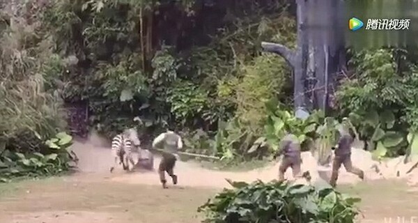 Βίντεο καταγράφει την στιγμή που μια εξαγριωμένη ζέβρα επιτίθεται σε φύλακα ζωολογικού κήπου στην Κίνα
