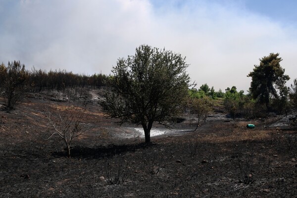 Στάχτη και αποκαΐδια: Δραματικές εικόνες από το πέρασμα της φωτιάς σε Βαρνάβα, Κάλαμο, Καπανδρίτι