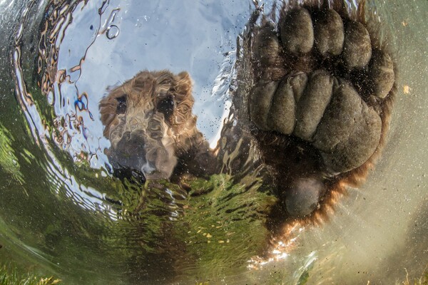 14 φωτογραφίες από τον διαγωνισμό Άγριας Φύσης του National Geographic