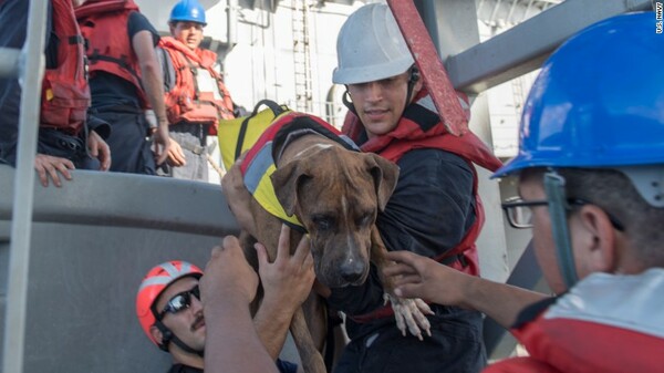 Απίστευτη ιστορία διάσωσης - Δύο γυναίκες και δύο σκύλοι είχαν χαθεί στον Ειρηνικό Ωκεανό για πέντε μήνες