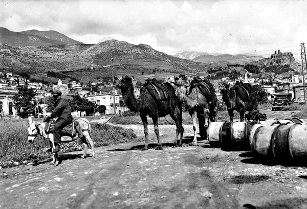 Καμήλες στην Ελλάδα