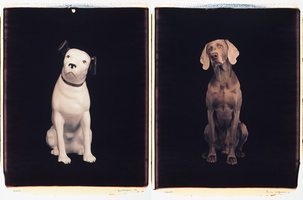 Τα πολύ γκλάμορους σκυλιά του William Wegman