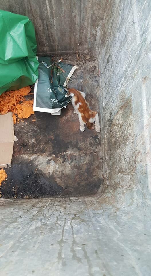 O απεγκλωβισμός γάτας από κάδο απορριμμάτων επί της οδού Τερψιχόρης - μέσα από 8 φωτογραφίες