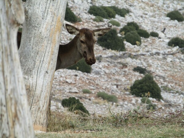 Πυροβόλησαν στο κεφάλι μαμά ελαφίνα στην Πάρνηθα - Πώς την έσωσε ο Αnima