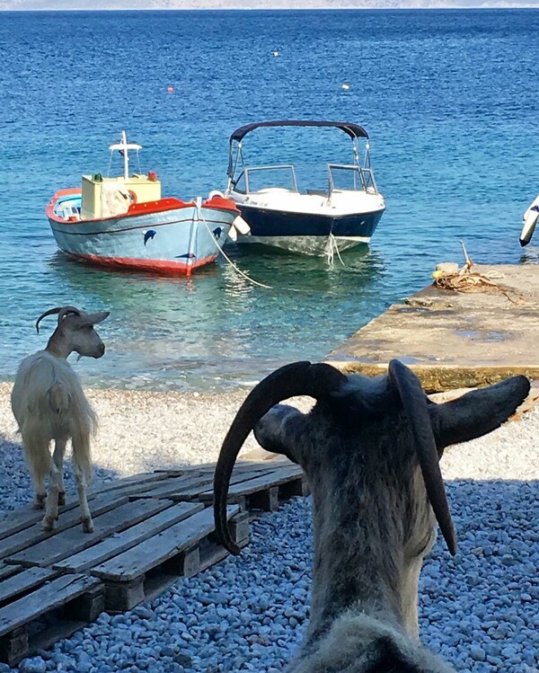 30 νέες φωτογραφίες απ' τα τέλεια ζώα των αναγνωστών μας