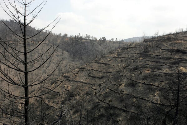 Δέκα χρόνια από τον όλεθρο της Πάρνηθας, τη μεγαλύτερη και δριμύτερη πυρκαγιά στην Αττική