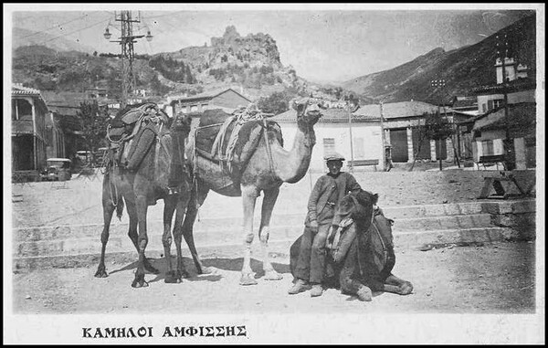 Καμήλες στην Ελλάδα