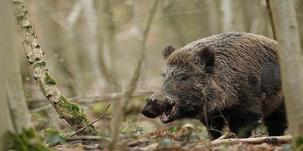 Ανησυχία στα χωριά των Φιλιατών-Αγέλες αγριογούρουνων περιφέρονται στους δρόμους