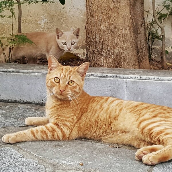 30 νέες φωτογραφίες απ' τα τέλεια ζώα των αναγνωστών μας