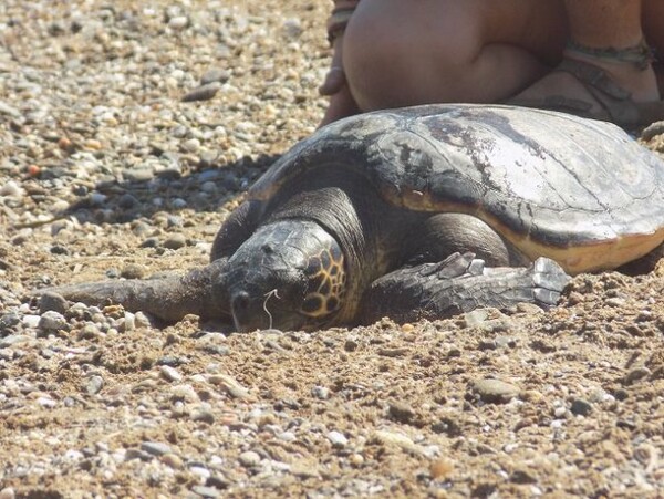 Επέστρεψε στη θάλασσα η "Μαρία", η χελώνα που είχε βρεθεί τραυματισμένη στη Θεσπρωτία (Εικόνες)