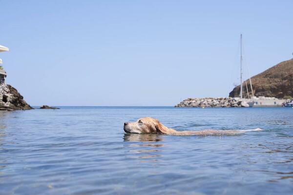 30 νέες φωτογραφίες απ' τα τέλεια ζώα των αναγνωστών μας