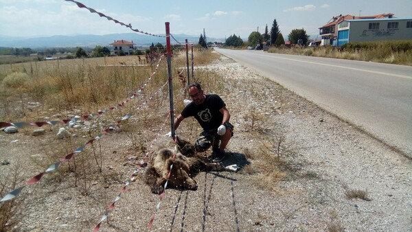 Ακόμη μία αρκούδα νεκρή σε τροχαίο στην Καστοριά