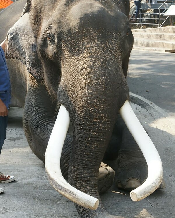 «Διάσημος» ελέφαντας της Ταϊλάνδης σκότωσε με την προβοσκίδα τον ιδιοκτήτη του σε ζωολογικό κήπο