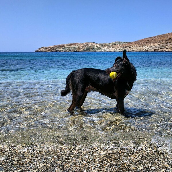30 νέες φωτογραφίες απ' τα τέλεια ζώα των αναγνωστών μας