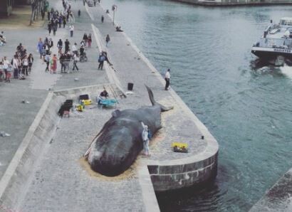 Το περίεργο θέαμα μιας νεκρής φάλαινας στο κέντρο του Παρισιού