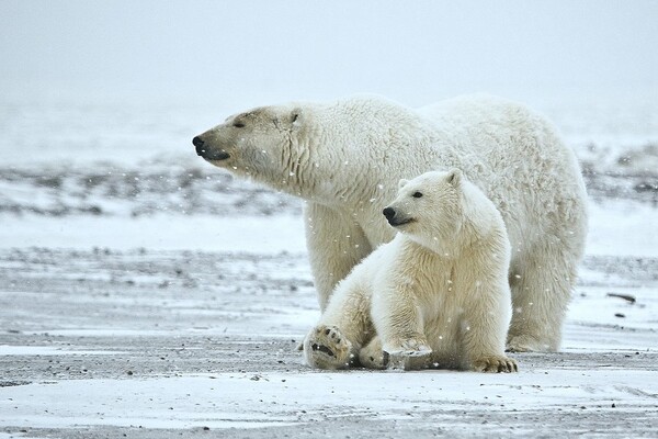 Πρόστιμο σε όσους ενοχλούν τις πολικές αρκούδες στην Αρκτική