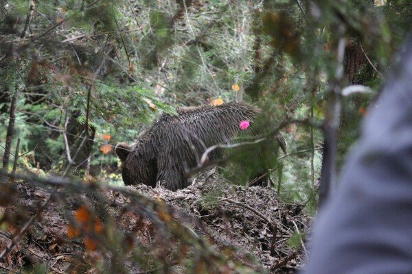 Έσωσαν αρκούδα που είχε παγιδευτεί σε θανάσιμη παγίδα στα Γρεβενά