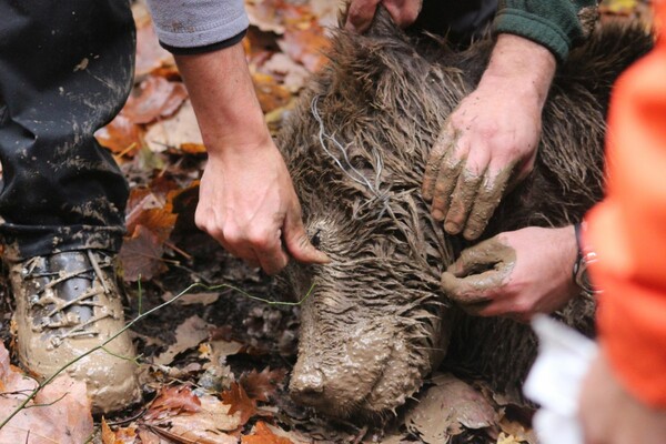 Έσωσαν αρκούδα που είχε παγιδευτεί σε θανάσιμη παγίδα στα Γρεβενά