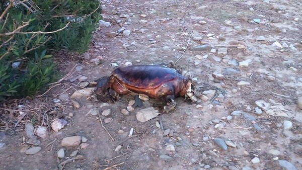 Άγνωστοι έδεσαν, βασάνισαν και αποκεφάλισαν θαλάσσια χελώνα - Σκληρές εικόνες