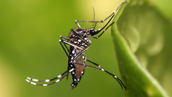 KEEΛΠΝΟ: Υπαρκτός ο κίνδυνος επιστροφής της ελονοσίας