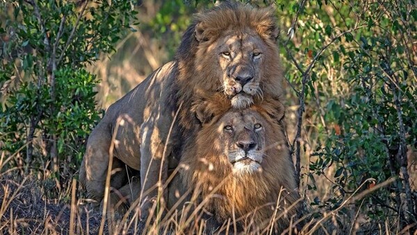 Όχι αυτά τα δύο αρσενικά λιοντάρια δεν ερωτοτροπούν - Τι λένε οι επιστήμονες για τη φωτογραφία από την Κένυα που έγινε viral