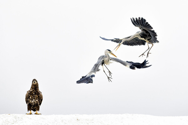 Οι 20 θεαματικές φωτογραφίες που κέρδισαν το φετινό διαγωνισμό του National Geographic Nature