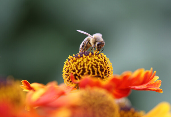 Τρία στα τέσσερα δείγματα μελιού σε όλο τον κόσμο περιέχουν φυτοφάρμακα- Κίνδυνος για τις μέλισσες