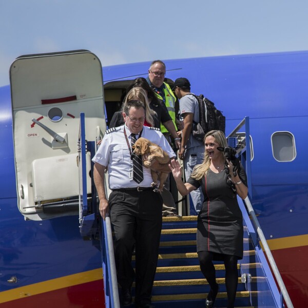 Αεροπορική εταιρία πραγματοποίησε πτήση με επιβάτες μόνο κουτάβια και γάτες