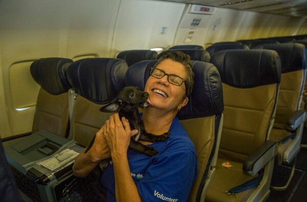 Αεροπορική εταιρία πραγματοποίησε πτήση με επιβάτες μόνο κουτάβια και γάτες