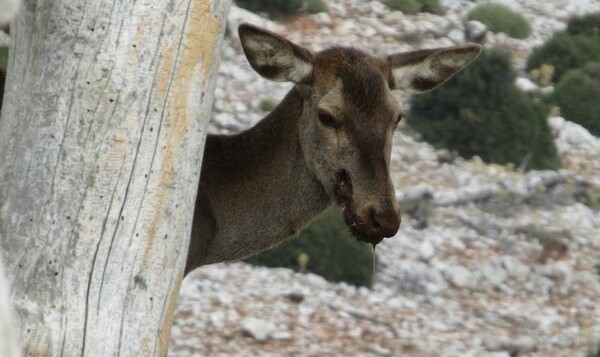 Πυροβόλησαν στο κεφάλι μαμά ελαφίνα στην Πάρνηθα - Πώς την έσωσε ο Αnima