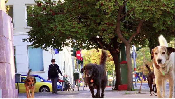 Μια κουβέντα για τα σκυλιά της αθηναϊκής δημοκρατίας