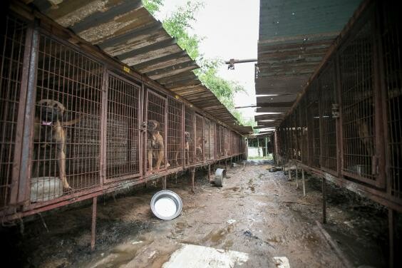 Ακτιβιστές απελευθέρωσαν 149 σκύλους λίγο πριν θανατωθούν για το ετήσιο φεστιβάλ κρέατος στη Ν. Κορέα