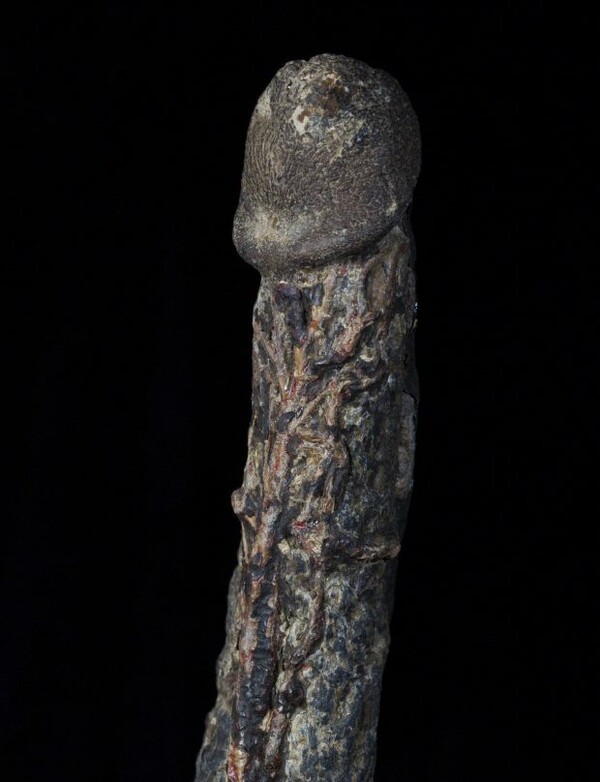 Το πιο γκροτέσκο μουσείο του κόσμου μόλις απέκτησε ένα μουμιοποιημένο πέος σε στύση - NSFW