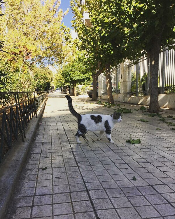 30 νέες φωτογραφίες απ' τα τέλεια ζώα των αναγνωστών μας