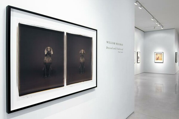 Τα πολύ γκλάμορους σκυλιά του William Wegman