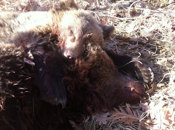 Πυροβόλησαν και σκότωσαν νεαρή αρκούδα στην Κόνιτσα