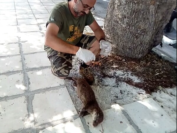 Νεκρή μπλεγμένη σε αλιευτικά εργαλεία έγκυος βίδρα στην Καστοριά