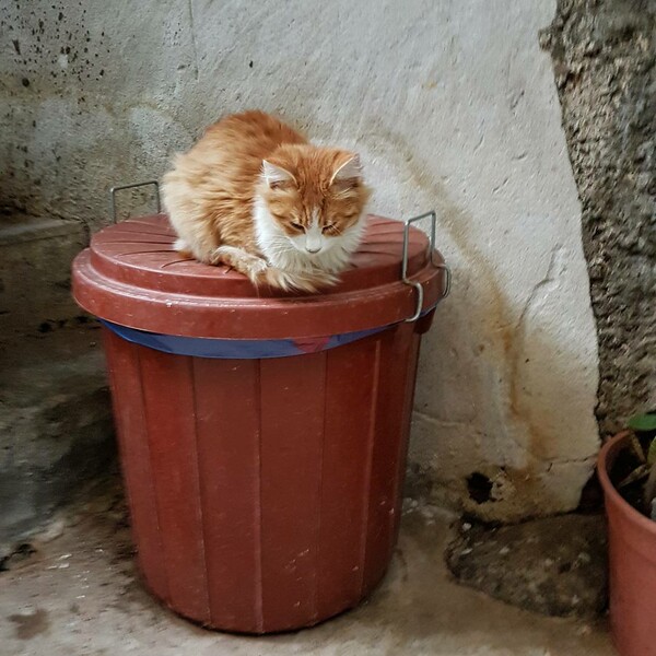 30 νέες φωτογραφίες απ' τα τέλεια ζώα των αναγνωστών μας