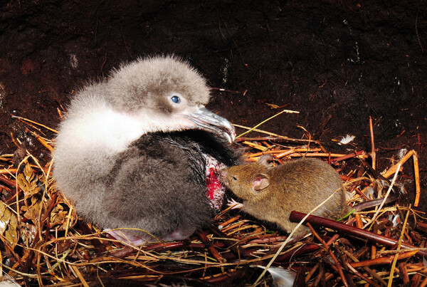 Ο σοκαριστικός λόγος που ξαφνικά τα ποντίκια άρχισαν να τρώνε ζωντανά τα άλμπατρος σε μια ατόλη