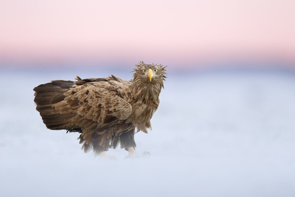 Οι καλύτερες εικόνες του διαγωνισμού Bird Photographer of the Year 2018