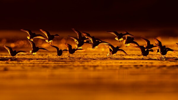 Οι καλύτερες εικόνες του διαγωνισμού Bird Photographer of the Year 2018