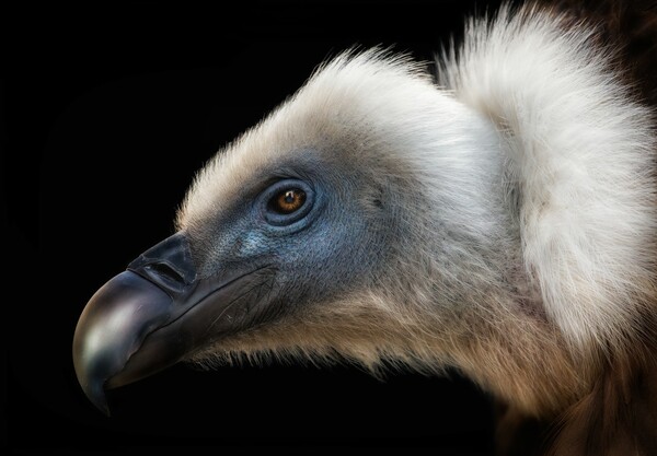 Οι καλύτερες εικόνες του διαγωνισμού Bird Photographer of the Year 2018