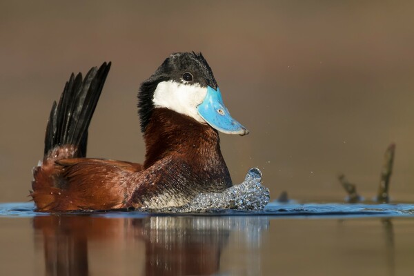 Οι καλύτερες εικόνες του διαγωνισμού Bird Photographer of the Year 2018