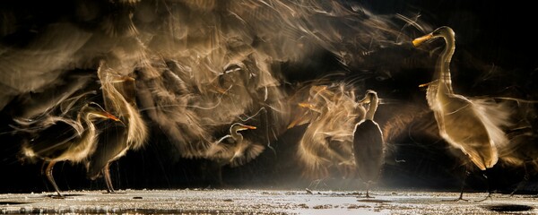 Οι καλύτερες εικόνες του διαγωνισμού Bird Photographer of the Year 2018