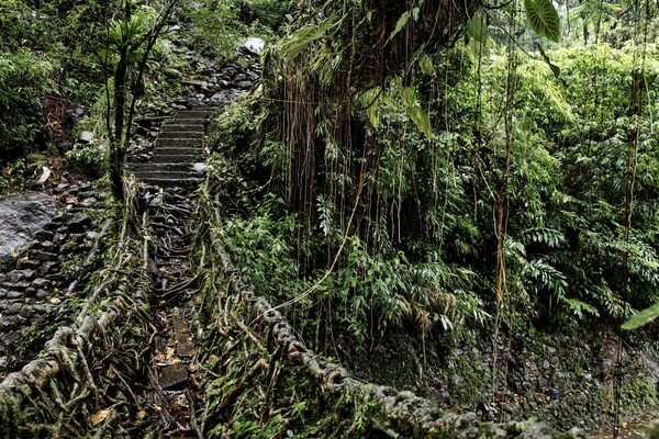 Οι γέφυρες από μπλεγμένα κλαδιά στα τροπικά δάση της Ινδίας