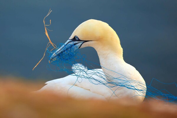 Οι καλύτερες εικόνες του διαγωνισμού Bird Photographer of the Year 2018