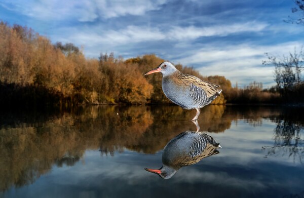 Οι καλύτερες εικόνες του διαγωνισμού Bird Photographer of the Year 2018