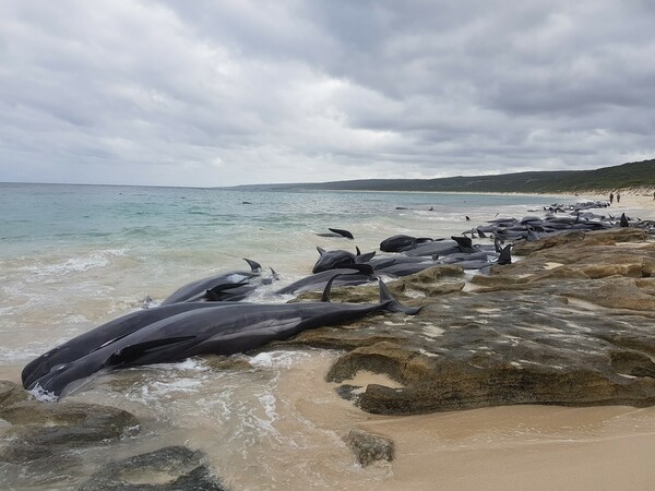 130 φάλαινες παγιδεύτηκαν σε παραλία και πέθαναν στην Αυστραλία
